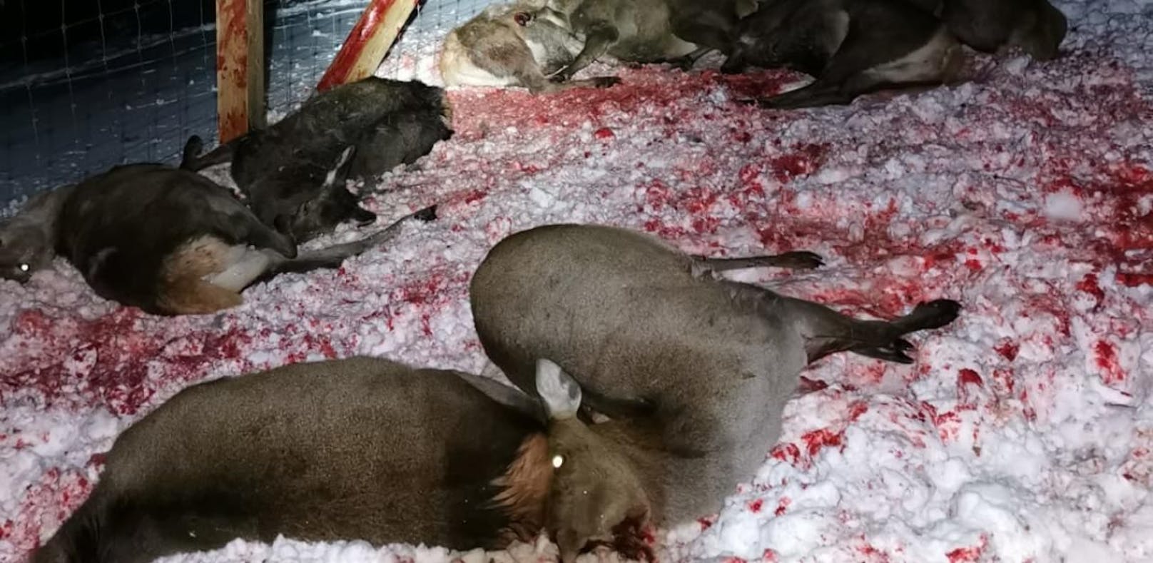 Rotwild-Massaker im Gehege, dutzende Tiere tot