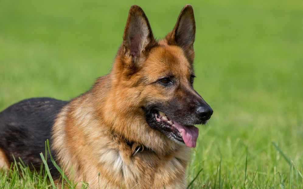 Der große Rüde bereitet Sorgen (Symbol)