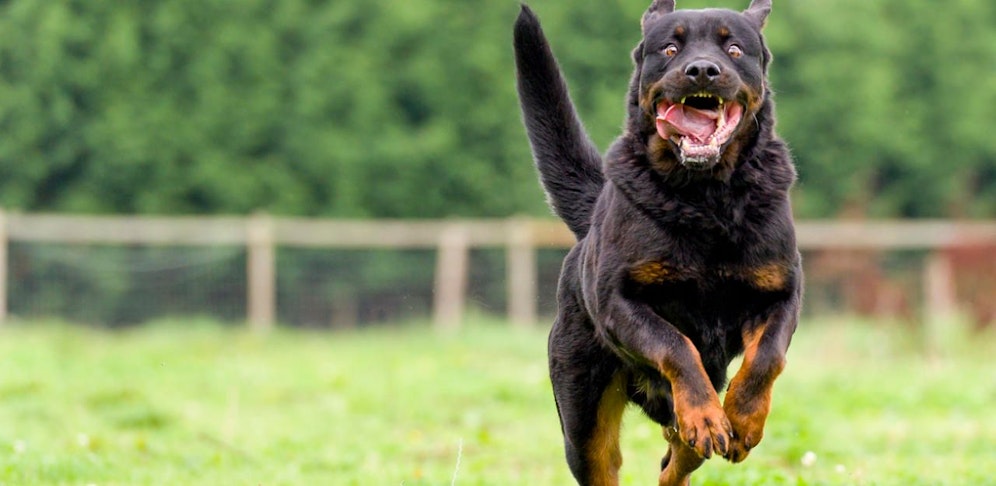 Das Kind wurde von einem Hund gebissen