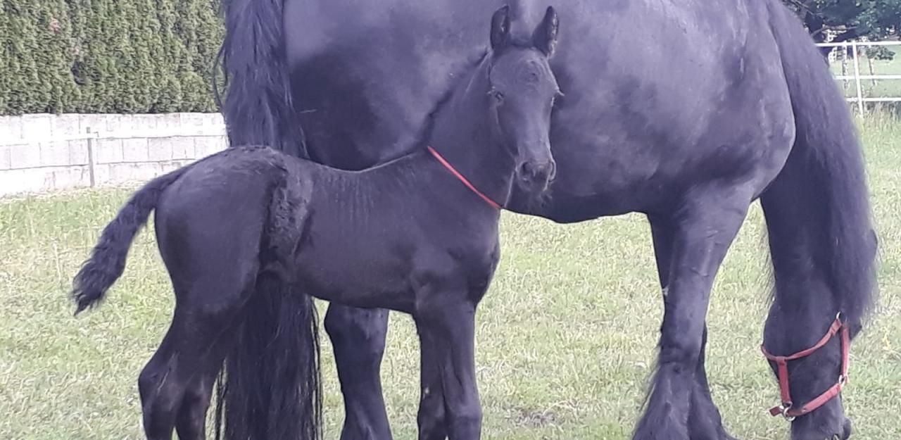 Heute.at - Fohlen ist da! Freude über Pferde-Nachwuchs