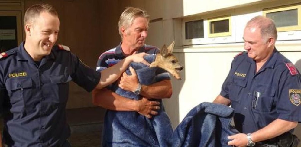 Gerettet! Die drei Horner Polizisten mit dem Rehlein.