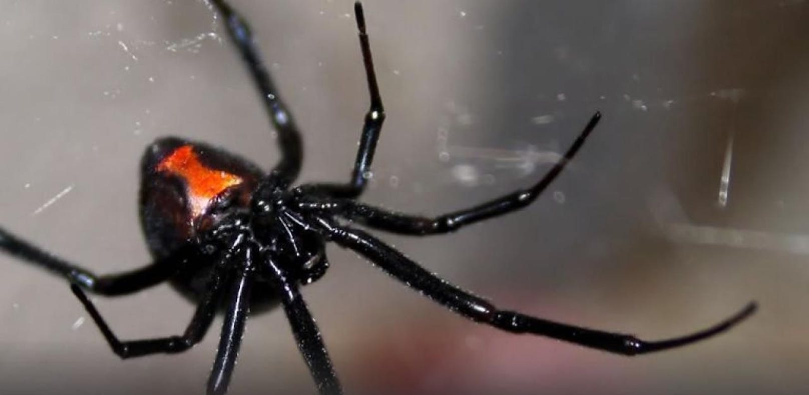 Todes-Spinne breitet sich immer weiter aus