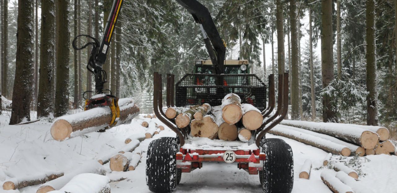 Heute.at - 57-Jähriger von Baum erschlagen