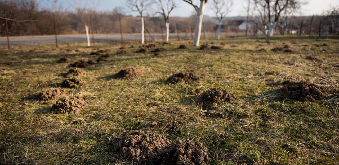 Heute.at - Bub (6) beim Spielen von Maulwurf-Falle verletzt