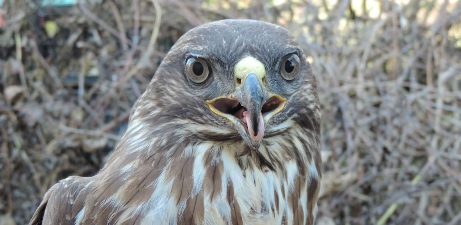 Mäusebussard im Weinviertel angeschossen