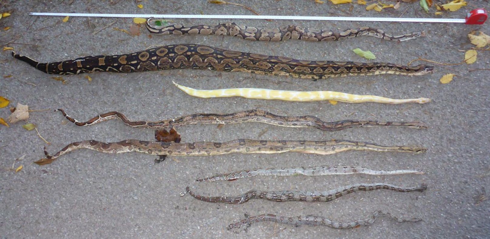 Die exotischen Schlangen wurden von ihrem Besitzer einfach im Wald zurückgelassen.