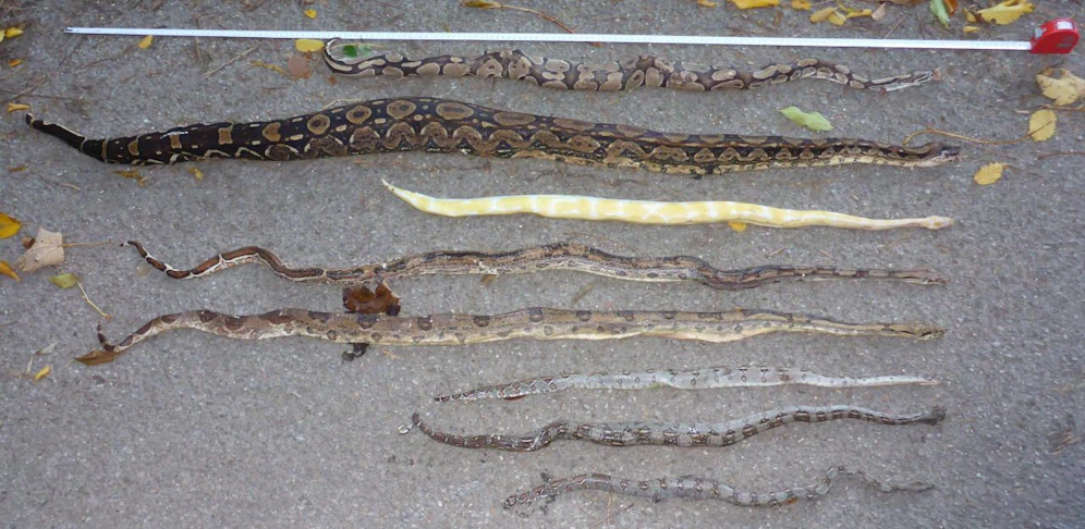 Die exotischen Schlangen wurden von ihrem Besitzer einfach im Wald zurückgelassen.