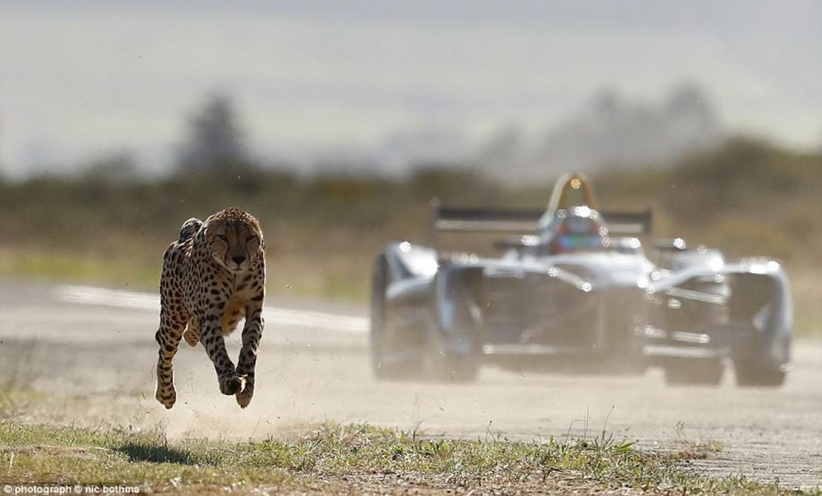 Top: Formel-E-Bolide rast mit Gepard um die Wette