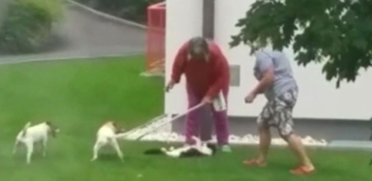 Heute.at - Killer-Terrier sollen eingeschläfert werden!