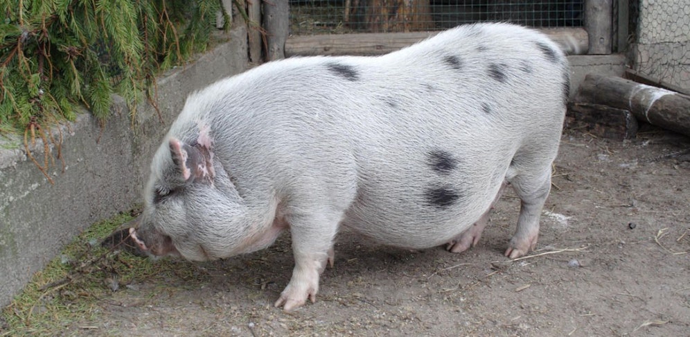 Ein Hängebauchschwein wurde von einem Auto erfasst. Das Tier verendete.