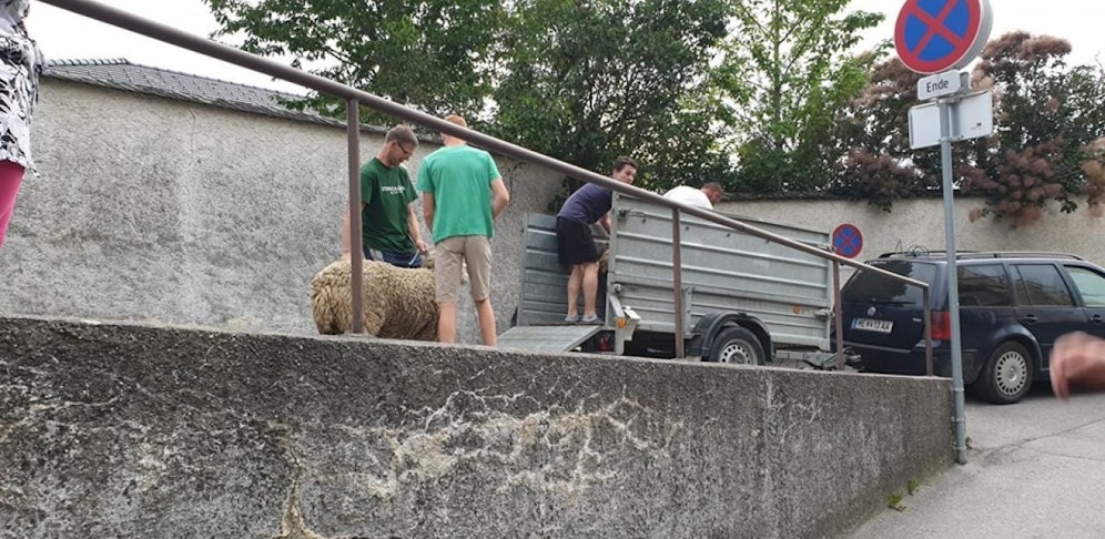 Eines der Schafe beim Friedhof.