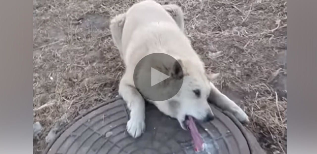 Heute.at - So kalt, dass Hündin auf  Kanaldeckel festfriert