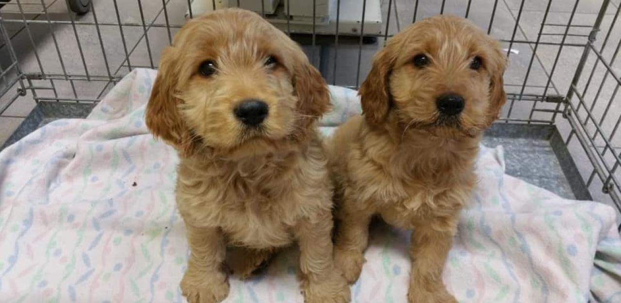 Heute.at - Welpen in Karton in Scheune ausgesetzt