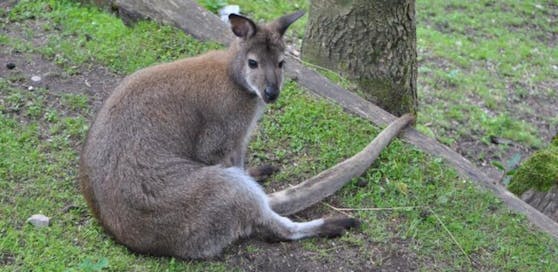 Känguru Johann
