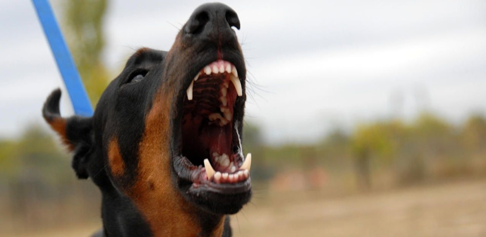 Der Dobermann verletzte die Frau schwer