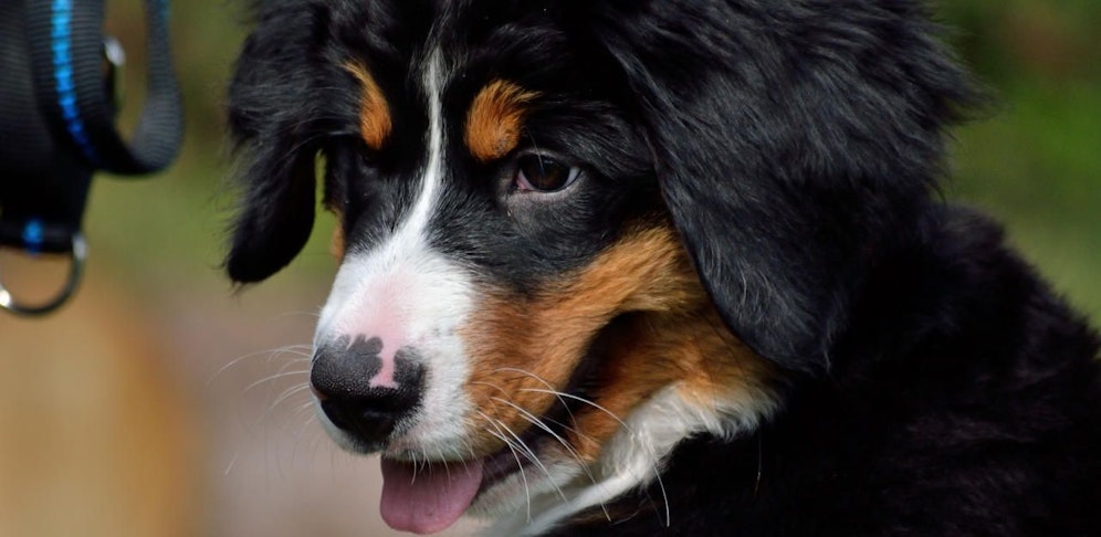 Hündin Ronja wird vermisst (Symbolfoto)