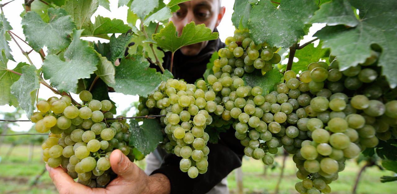 Die Weinlese im Burgenland ist in vollem Gange - dieses Jahr so früh wie noch nie.