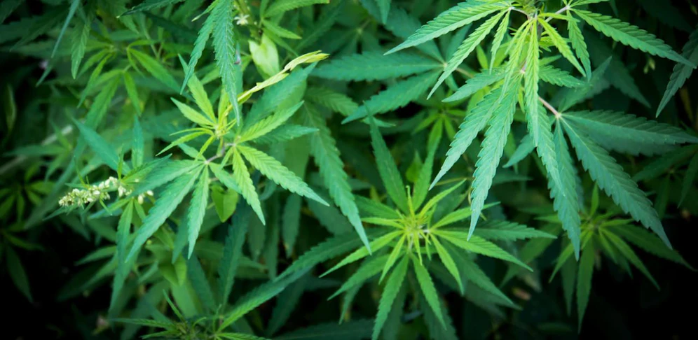 Ein 19-Jähriger soll in Steyr 15 Kilogramm Cannabis verkauft haben. (Symbolbild). 