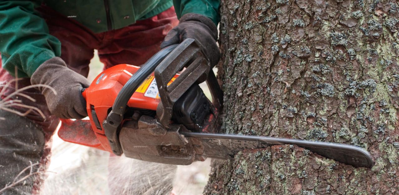 Heute.at - Ast traf 56-Jähriger: Frau fand toten Waldarbeiter