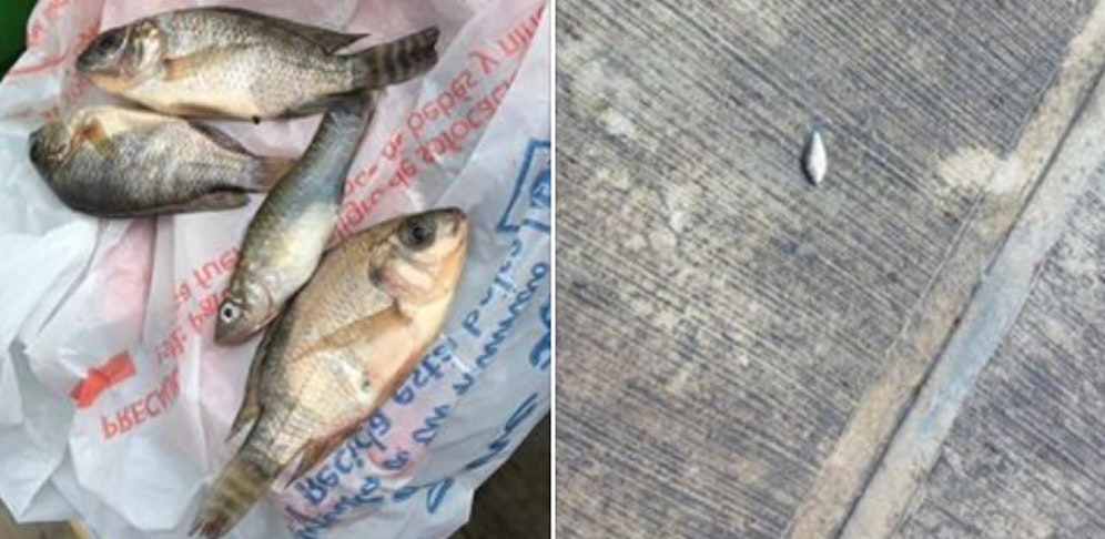 In Mexiko regnet es tote Fische vom Himmel