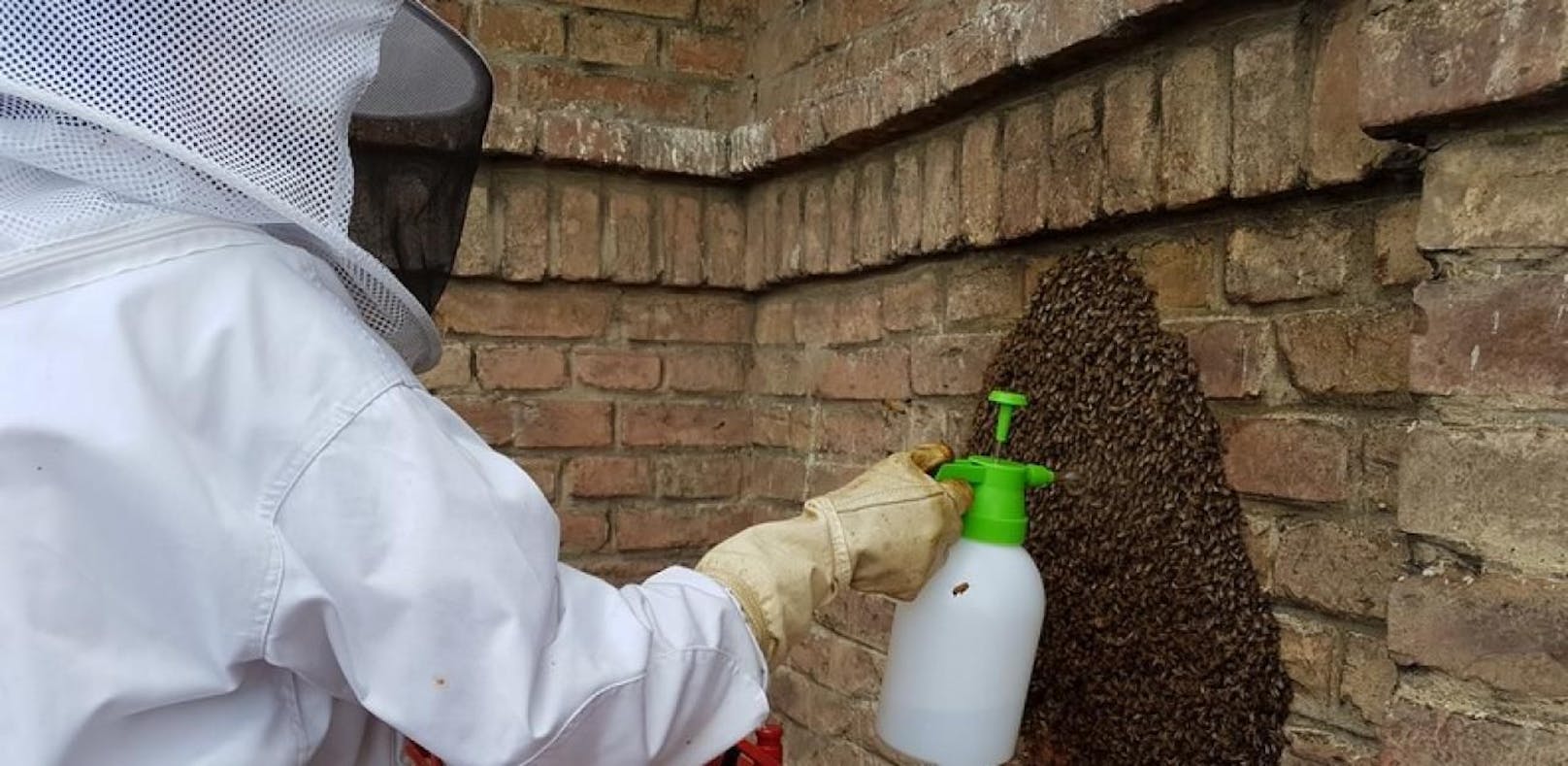 Bienen nahmen Wohnhaus erneut in Besitz