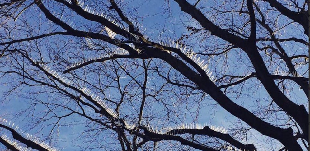Mit den Anti-Vogel-Spikes sollen teure Auto vor Kot geschützt werden.