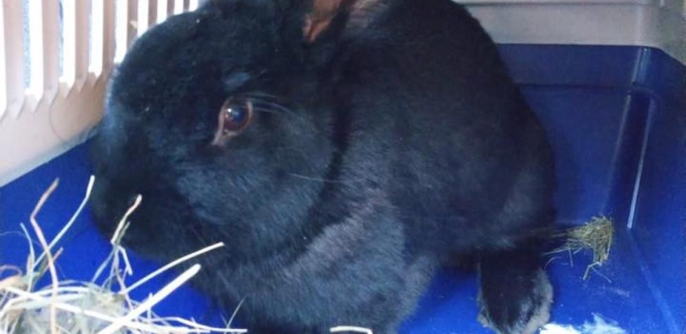 Das schwarze Kaninchen hoppelte in eine Röhre, es konnte einige Zeit später von der Tierrettung Waldviertel eingefangen werden.