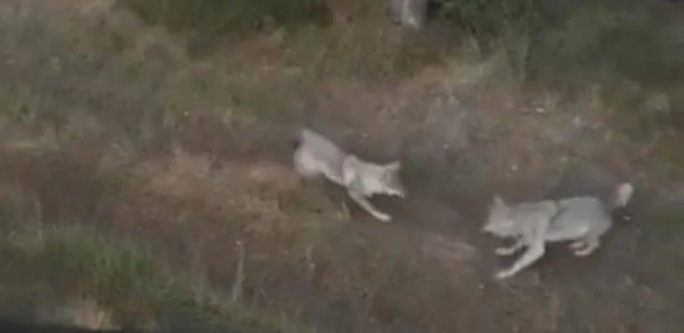 Die Wölfe, aufgenommen von einem Jäger.