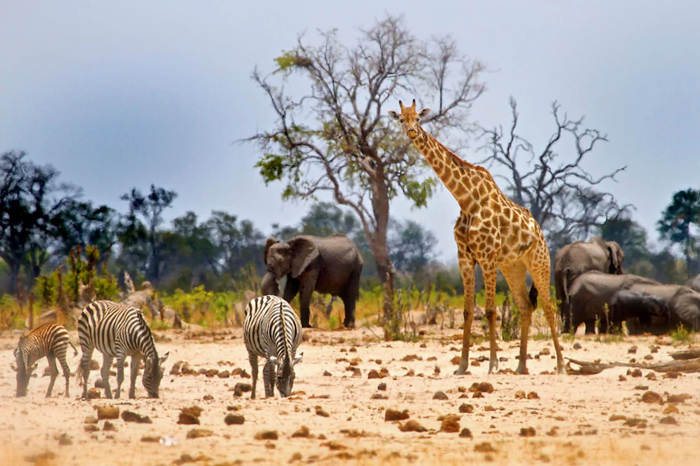Die Giraffe prallte mit dem Hals gegen den Kameramann. Bild: Symbolfoto iStock