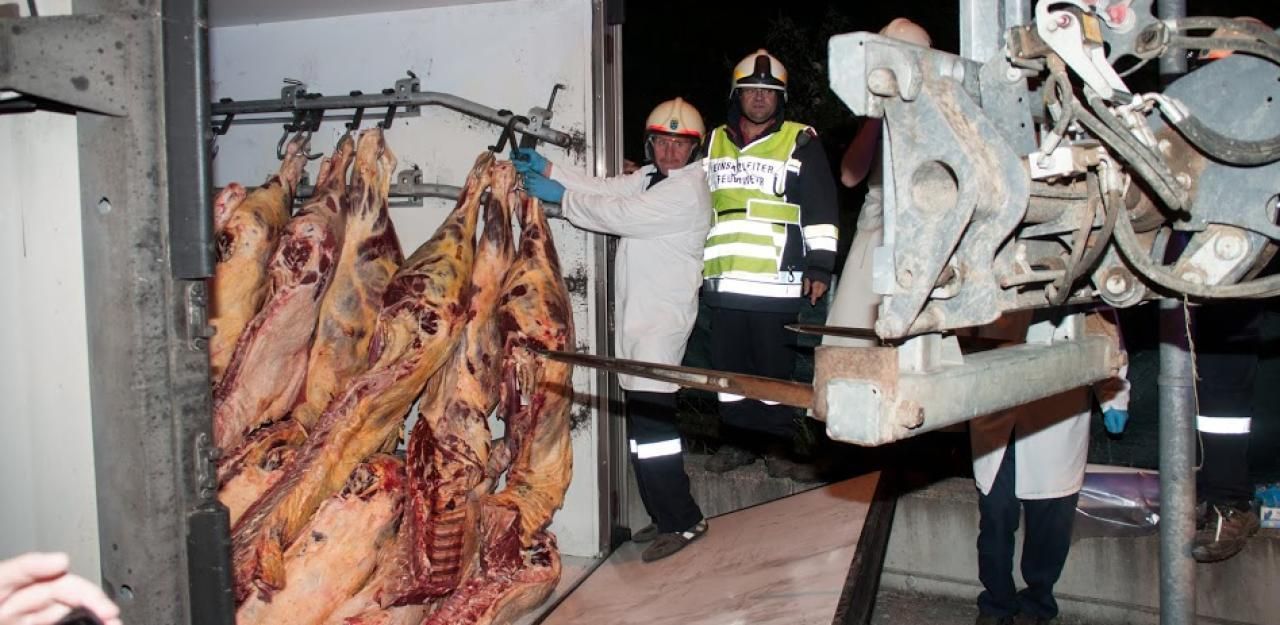 Heute.at - Hänger mit 120 halbierten Rindern stürzte um