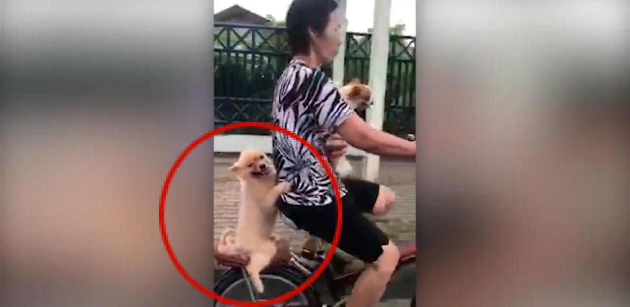 Heute.at - Haustier-Boom: Schuld ist Social Media