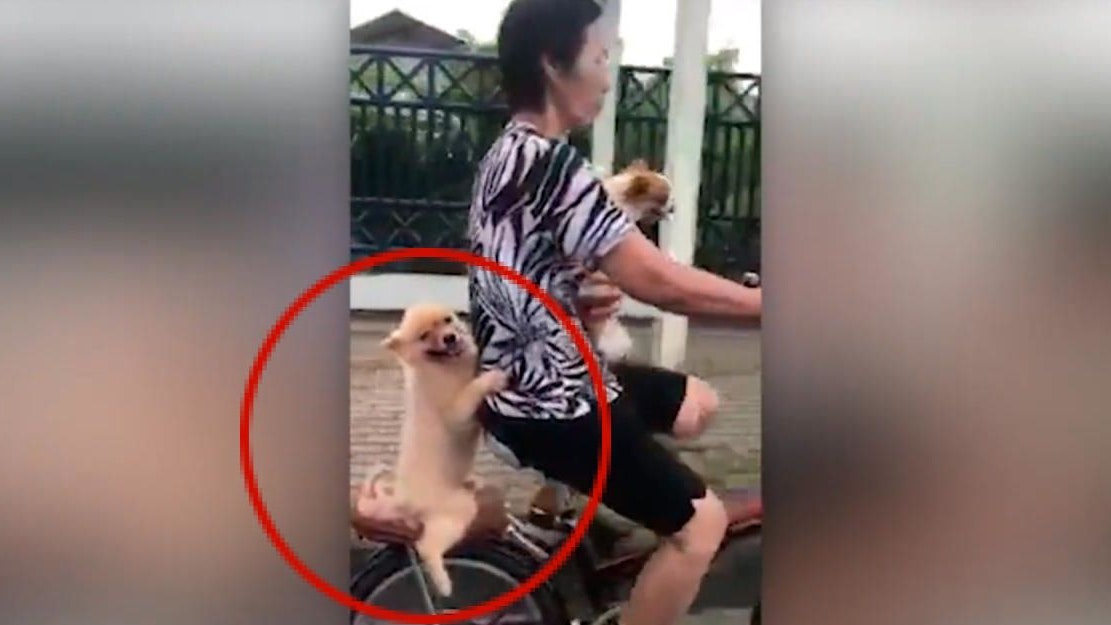 Heute.at - Haustier-Boom: Schuld ist Social Media