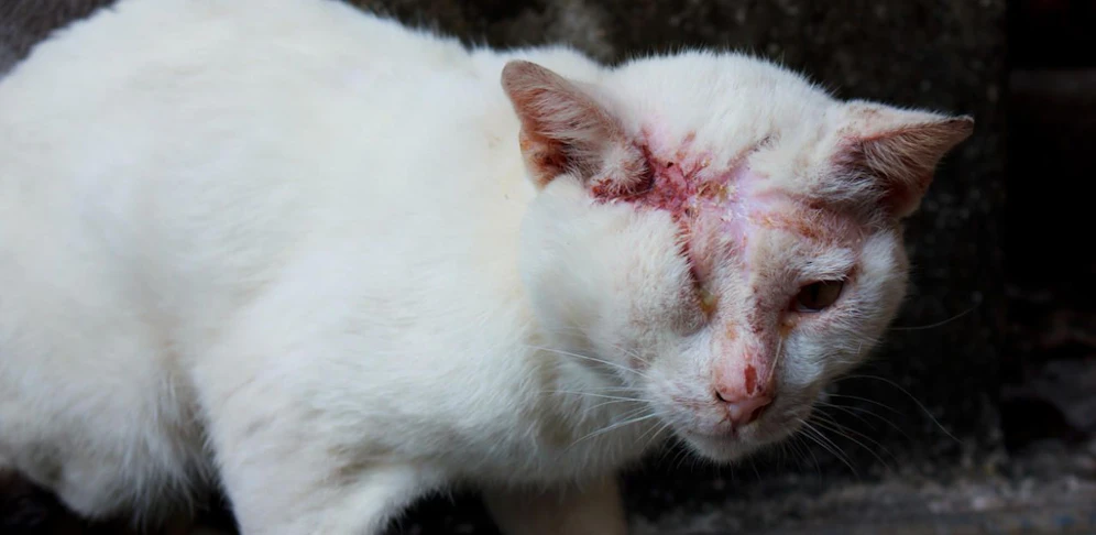 Eine verletzte Katze musste im Tierheim behandelt werden