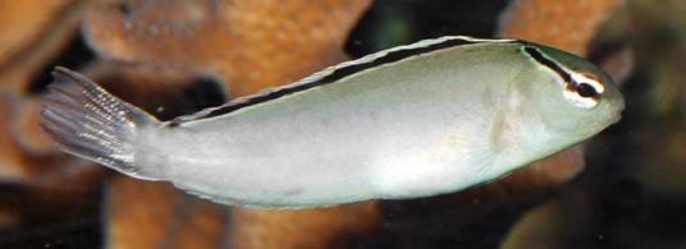 Dieser Fisch injiziert seinen Angreifern Gift.