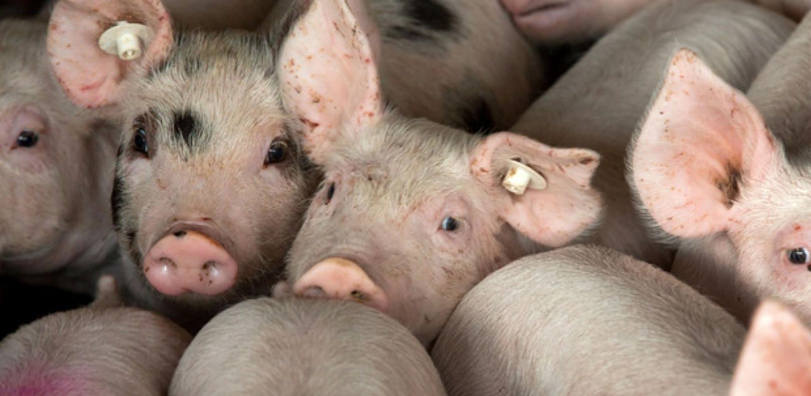 WHO: Zu viele Antibiotika bei Tiermast