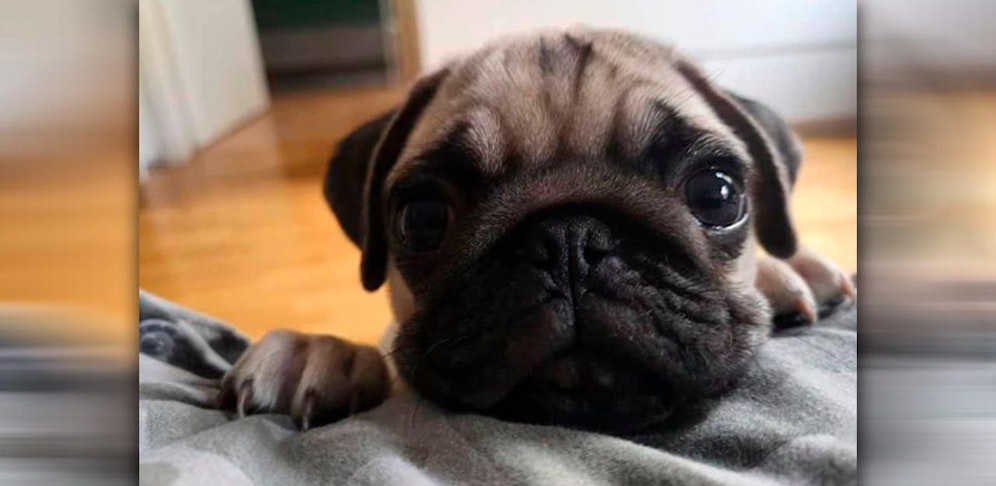 Der kleine "Coffee" wurde entführt. Die Mädchen hoffen, dass er wieder auftaucht.