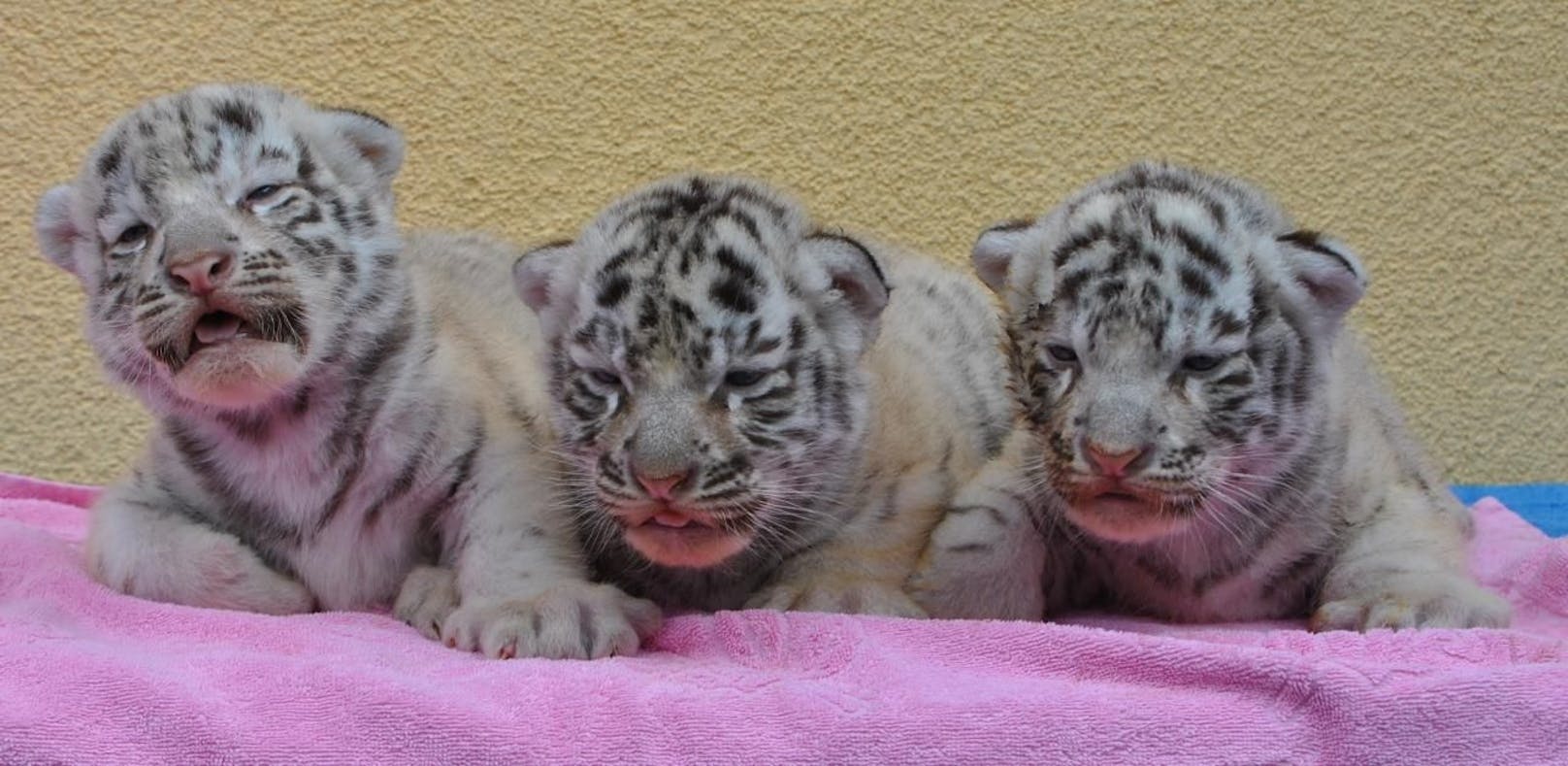 Weißer Zoo ist bermühmt für seine Geburten - hier Tiger-Drillinge.