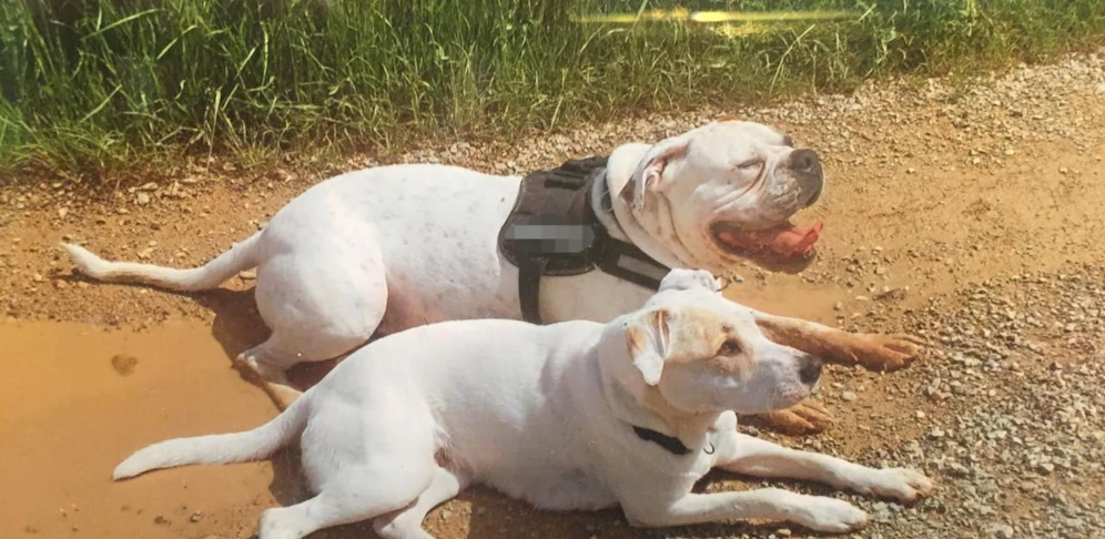 Der "Boxermischling" (o.) scheint ortsbekannt zu sein.