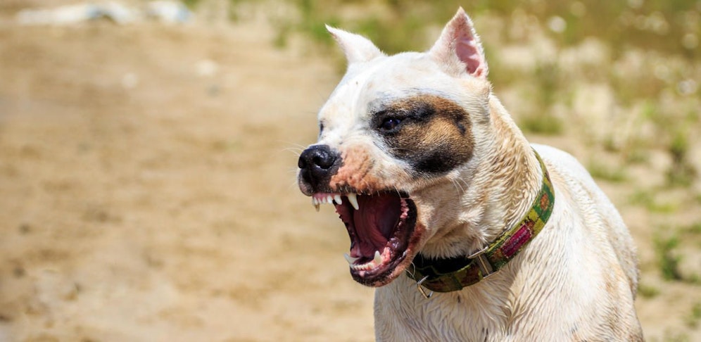 Der Hund attackierte den 9-Jährigen und biss ihm in die Hand