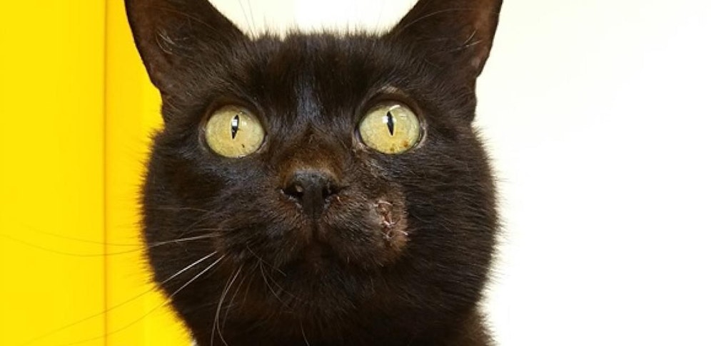 Katze "Murli" hofft auf einen guten Platz.