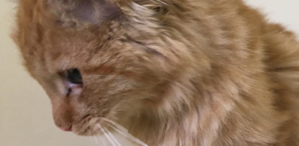 Das gerettete Kätzchen.