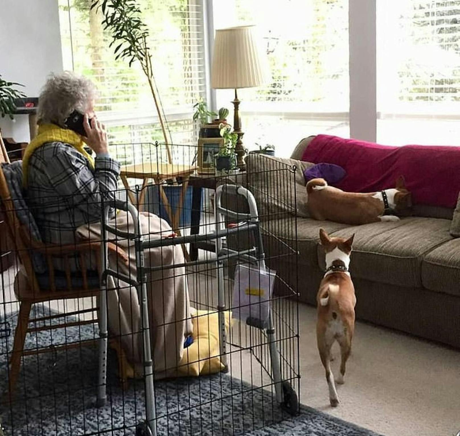 Die Oma am harten Stuhl im Käfig, die Hunde frei auf der Couch: Dieses Foto empört User auf Twitter.