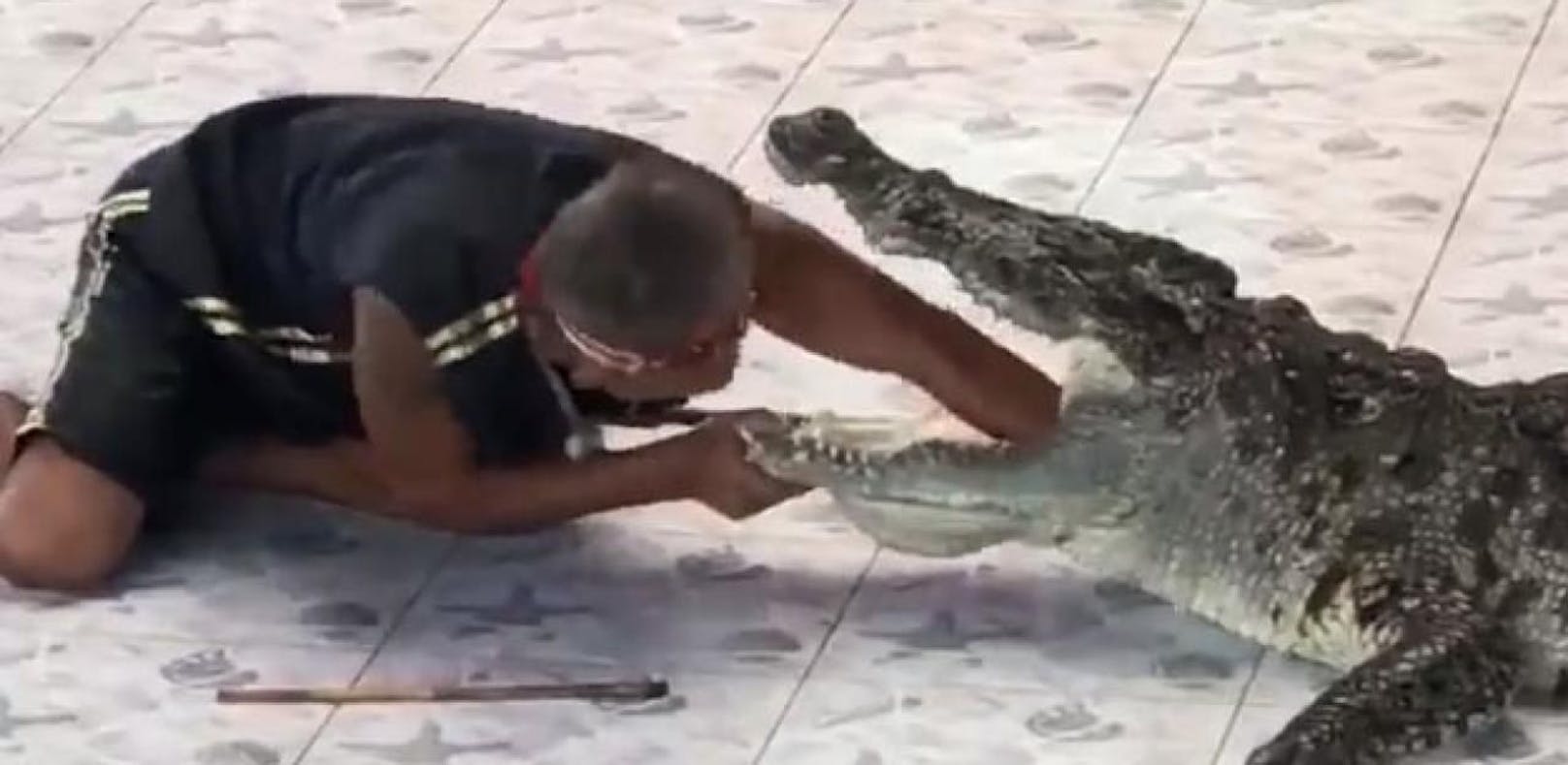 Der Trainer streckt seinen Arm in den Mund des Krokodils, wenig später schnappt es zu