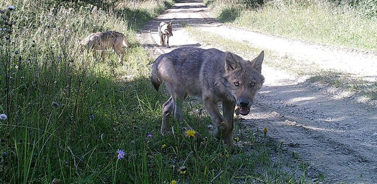 Heute.at - Traurige Gewissheit: Wölfe rissen sieben Schafe