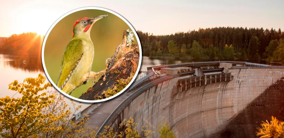 Der Specht verirrte sich ins Kraftwerk.