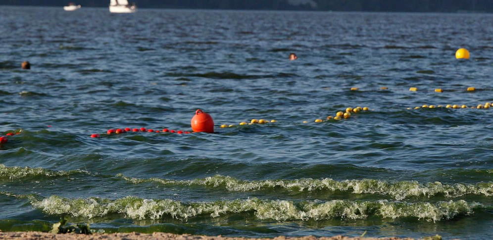 Tierärzte warnen vor gefährlicher Blaualge