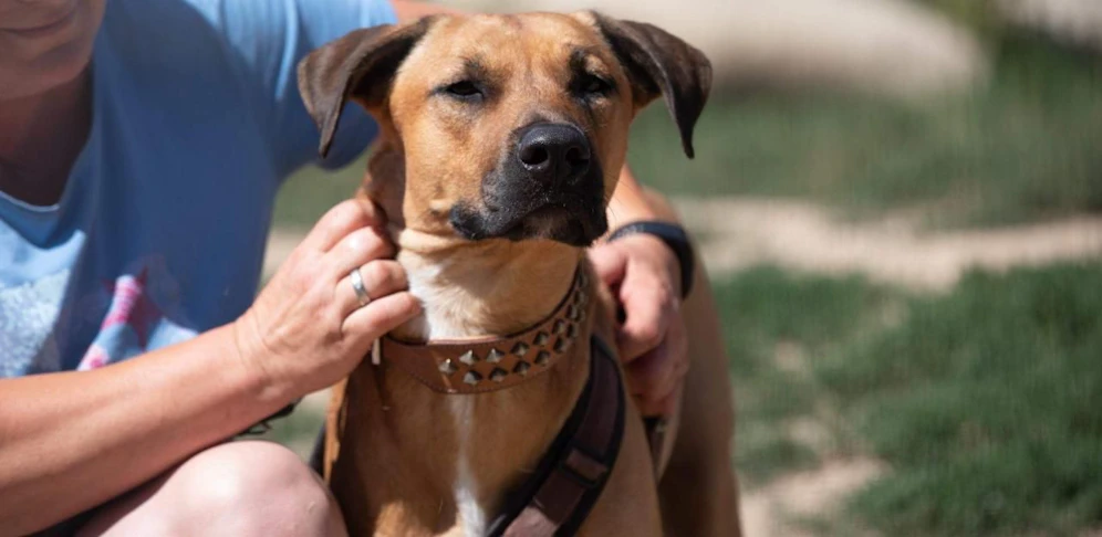 Pitbull-Mischling "Tyson" wurde am Montagvormittag eingeschläfert.