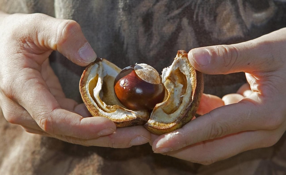 Ein Kind öffnet eine Kastanie. Auch diese Art ist laut IUCN bereits bedroht.