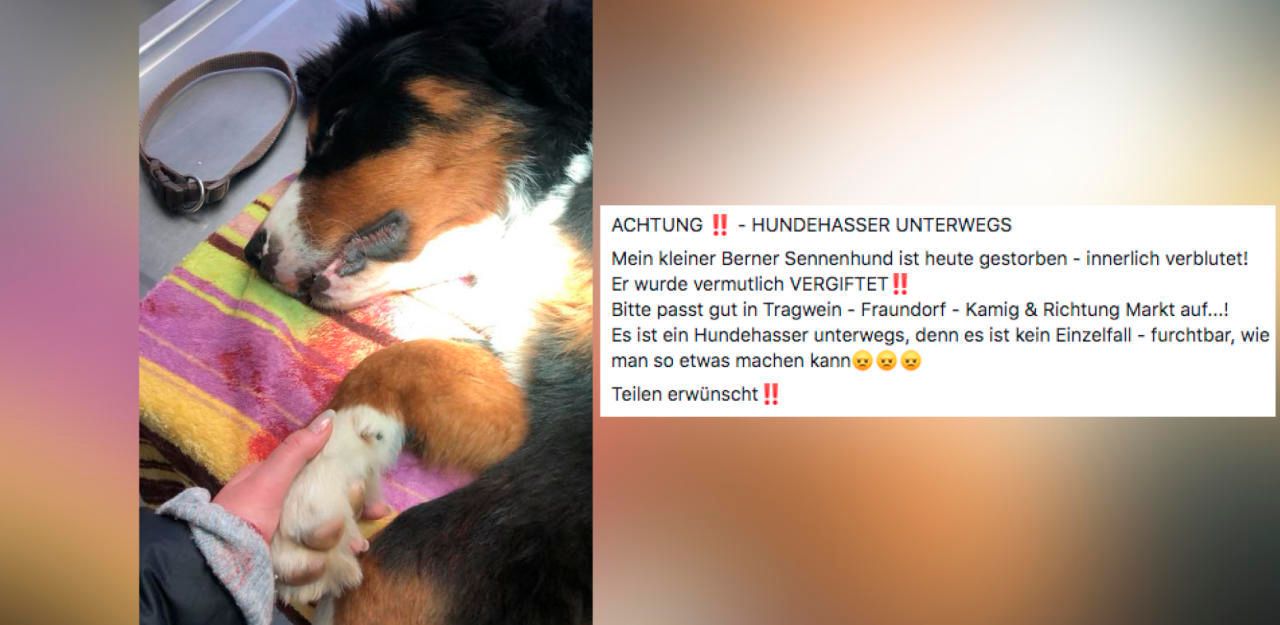 Heute.at - Welcher Hundehasser hat meinen Bert vergiftet?