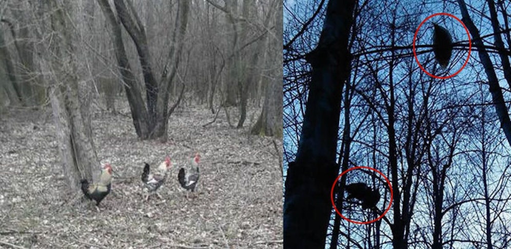 Die Hähne wurden in mehreren Metern Höhe auf Bäumen entdeckt und gerettet.